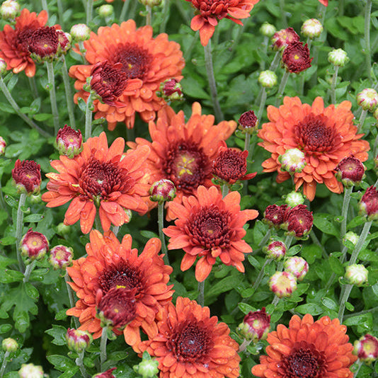 Wanda Bronze - 11" Garden Mum Hanging Basket