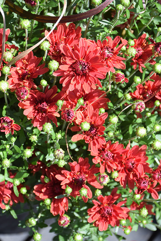 Stellar Red - 5" Potted Garden Mum
