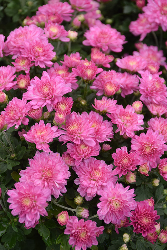 Chelsey Pink - 9"x6" Potted Garden Mum