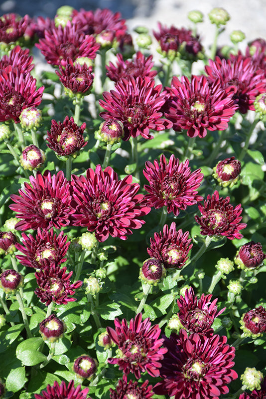 Lagoon Purple - 8"x5" Potted Garden Mum