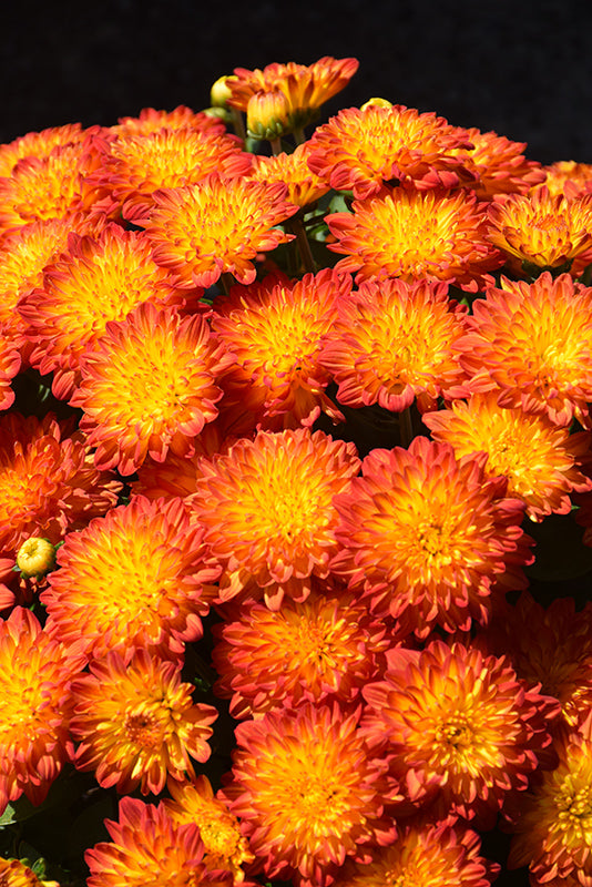 Solar Flare - 8"x5" Potted Garden Mum
