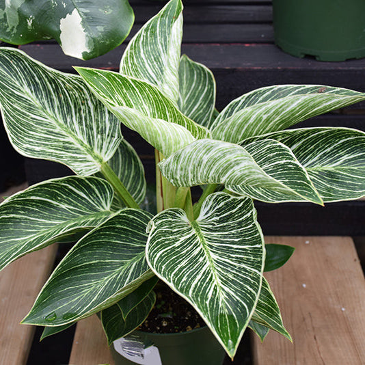 Birkin Philodendron - Philodendron sp - 4" Pot
