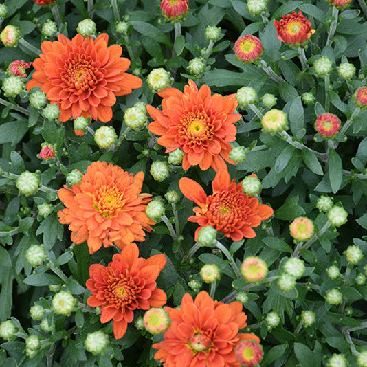 Orange Zest - 10" Deco Pot Garden Mum