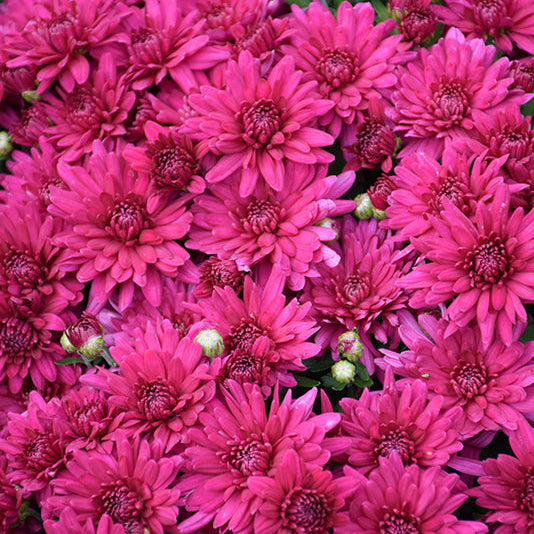 Poppin Purple - 10" Deco Pot Garden Mum