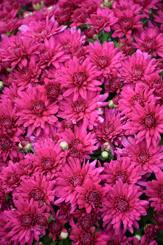 Poppin Purple - 9"x6" Potted Garden Mum