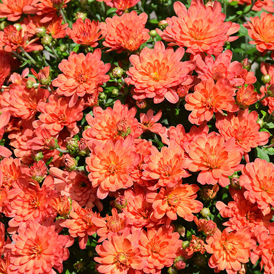 Jacqueline Orange Fusion - 10" Deco Pot Garden Mum