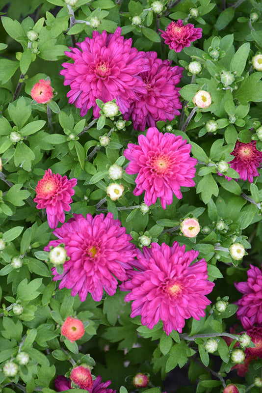Debbie Hot Pink - 9"x6" Potted Garden Mum