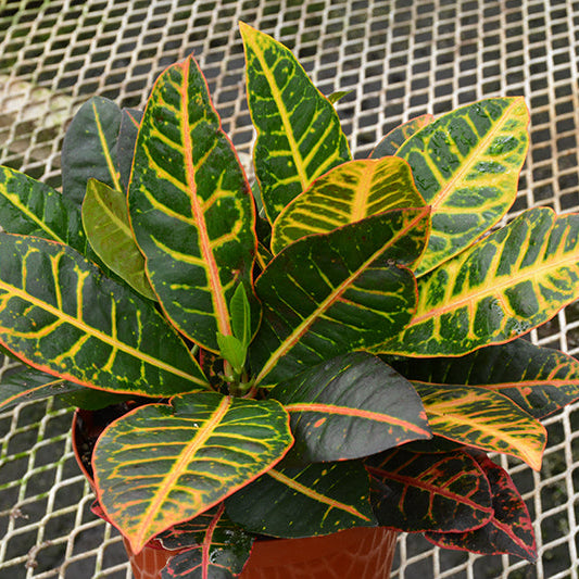 Petra Variegated Croton - Codiaeum variegatum - 4" Pot
