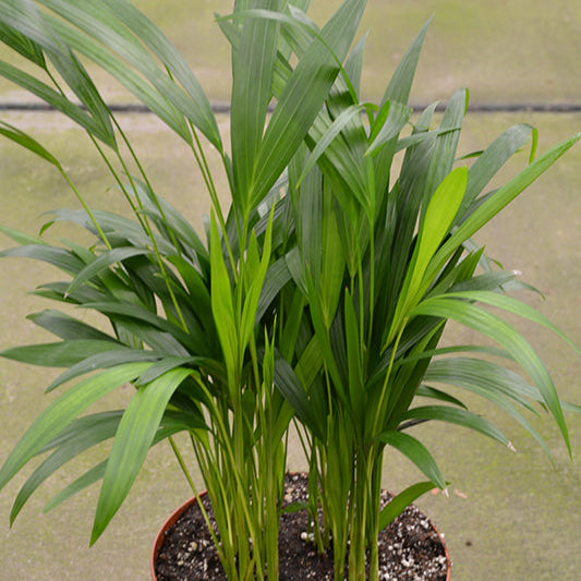 Areca Palm - Dypsis lutescens - 4" Pot