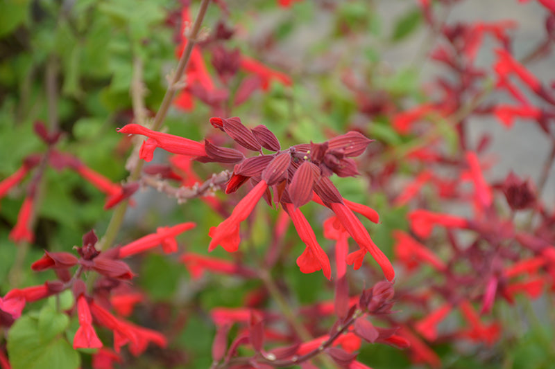 Salvia Roman Red - 4.33" Premium Annual