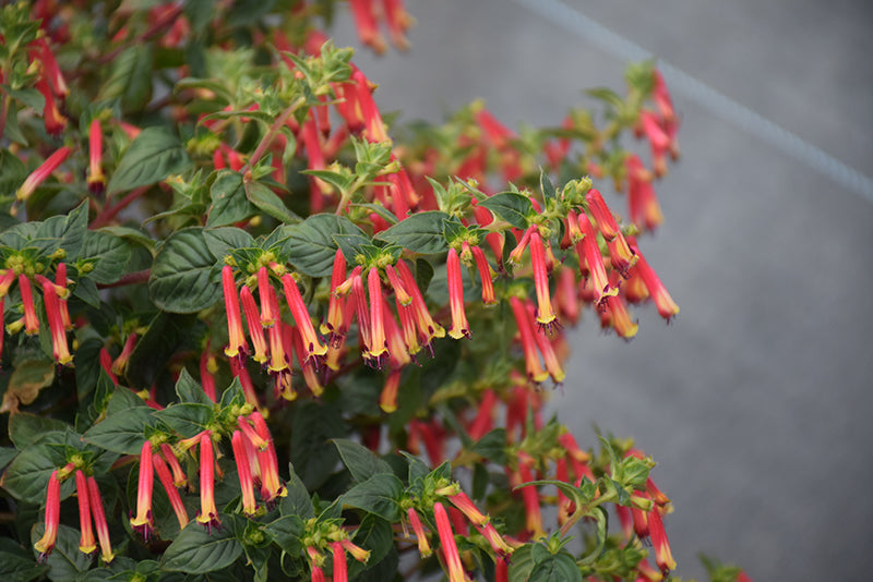 Cuphea Hummingbirds Lunch - 4.33" Premium Annual