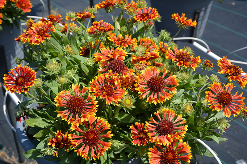 Gaillardia Blanket Flower Spintop Mariachi Copper Sun