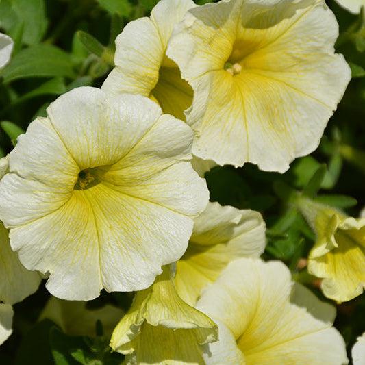 Petunia Easy Wave Yellow - 4.33" Premium Annual