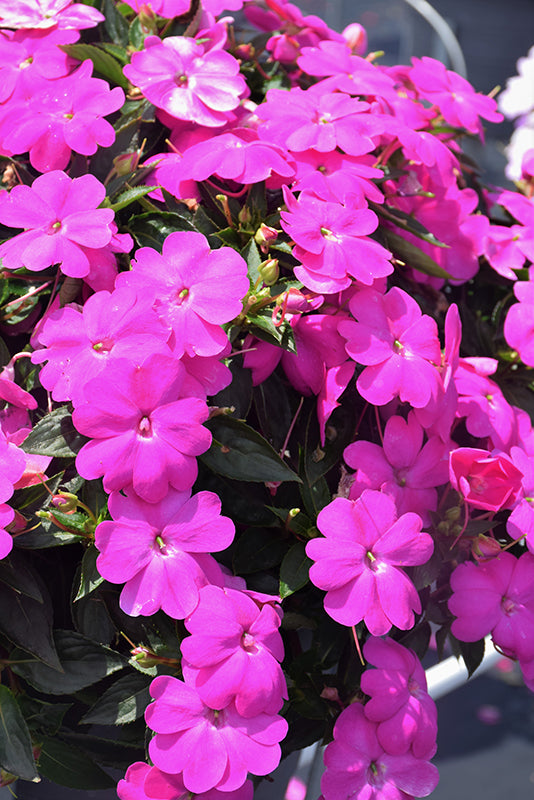 SunPatiens Lilac - 4.33" Premium Annual