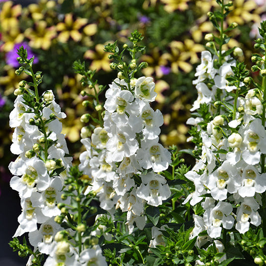 White flowers with green leaves against a blurred background of other colorful flowers