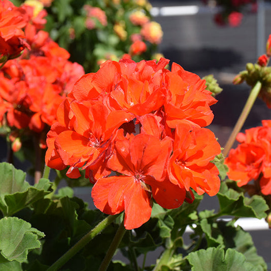 Geranium Dynamo Orange - 10" Planter