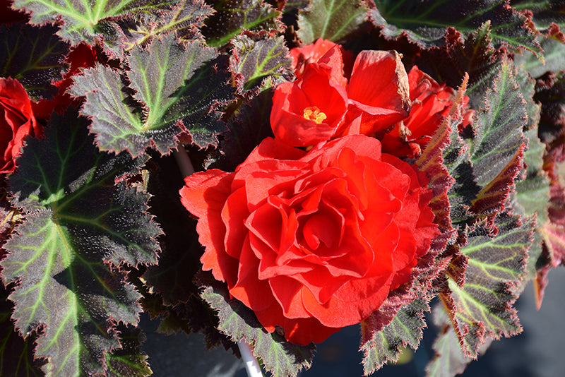 Begonia Nonstop Mocca Red - 4.5" Potted Begonia