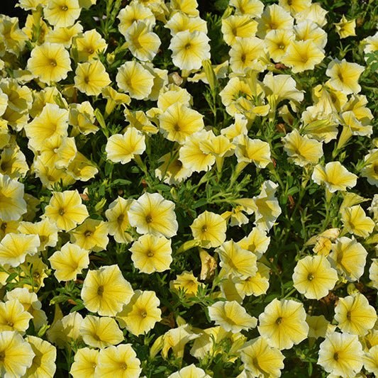 Petunia Bee's Knees - 11" Hanging Basket