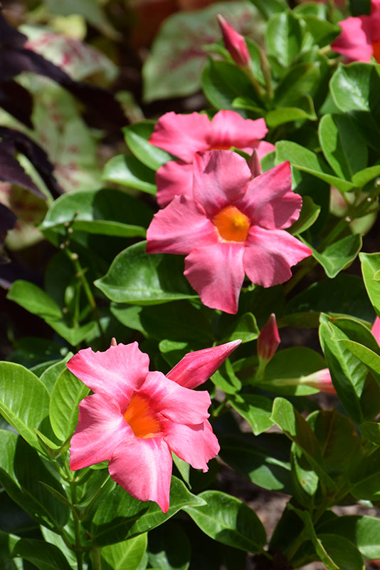 Dipladenia Madinia Coral Pink - 5" Premium Annual
