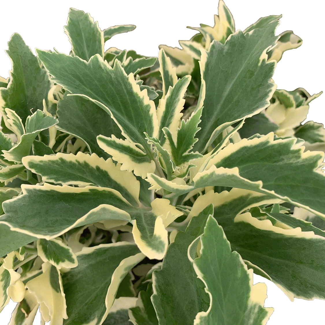Kalanchoe laciniata Variegata - 2.5" Succulent