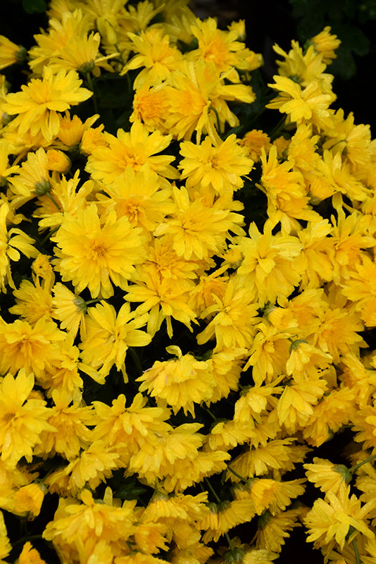 Gold Riot - 8"x6" Potted Garden Mum