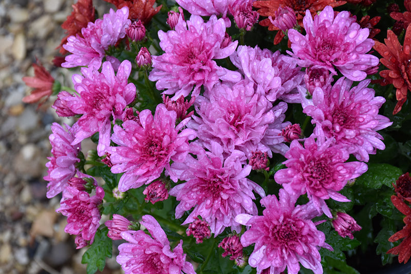 Wanda Lavender - 8"x6" Potted Garden Mum
