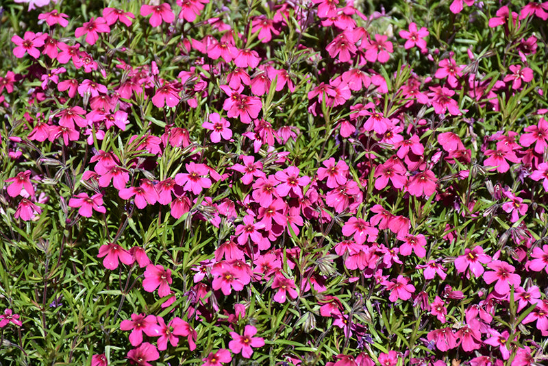 Phlox Creeping Phlox Creeping Spring Scarlet - 6" Perennial