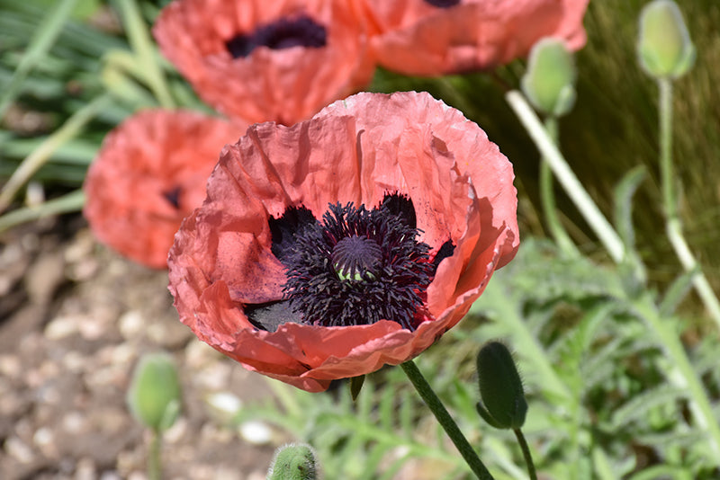 Papaver Iceland Poppy Princess Victoria Louise - 6" Perennial