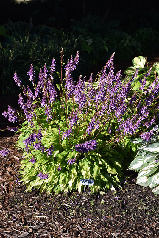Hosta Plantain Lily Time In A Bottle