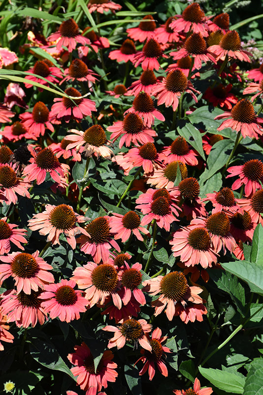 Echinacea Coneflower Color Coded Frankly Scarlet