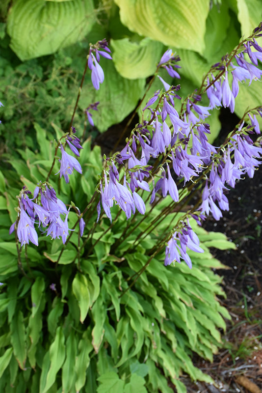 Hosta Plantain Lily Party Streamers