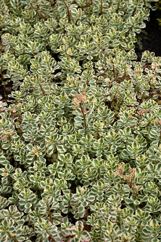 Sedum What A Doozie - 4.33" Premium Annual