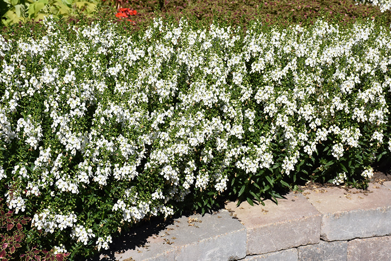 Angelonia ArchAngel White - 4.33" Premium Annual