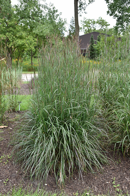 Andropogon Big Blue Stem Blackhawks