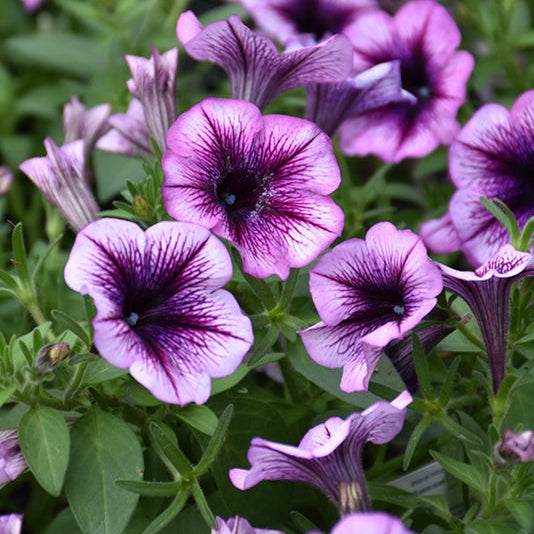 Petunia Cascadias Purple Ice - 11" Hanging Basket