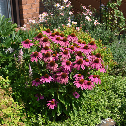 Echinacea Coneflower Powwow Wildberry