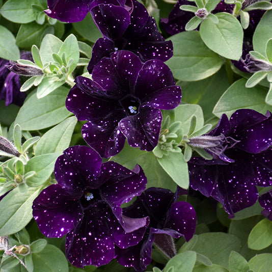 Petunia Starlet Midnight Sky - 11" Hanging Basket