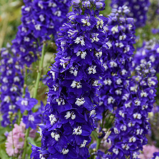 Delphinium Delginius Larkspur Blue Fabulosa