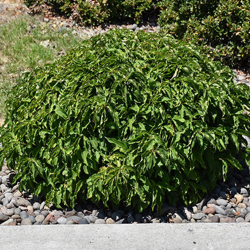 Kelsey Dogwood – Cornus stolonifera