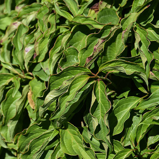 Kelsey Dogwood – Cornus stolonifera