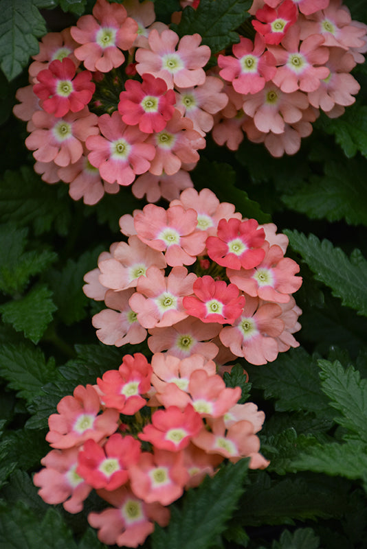 Verbena Empress Flair Peach - 4.33" Premium Annual