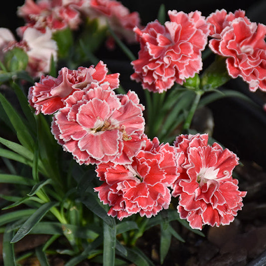 Dianthus Pinks Constant Beauty Crush Orange - 6" Perennial