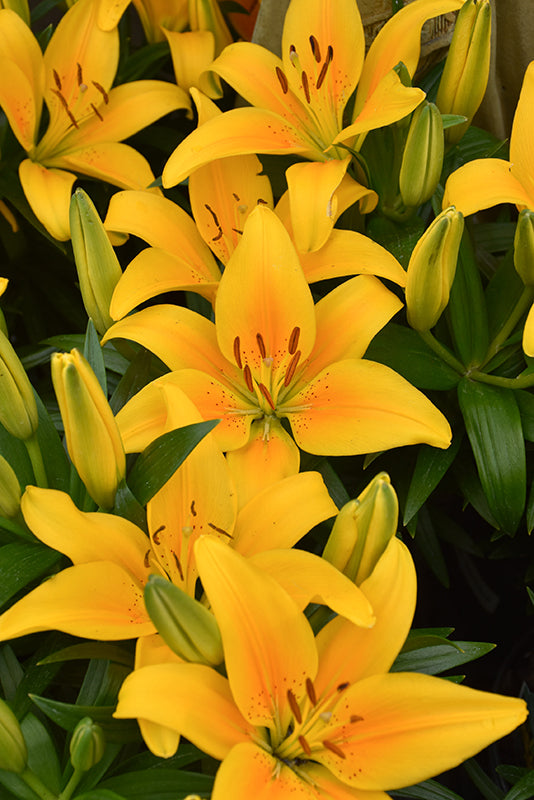 Lilium Lily Lily Looks Tiny Bee