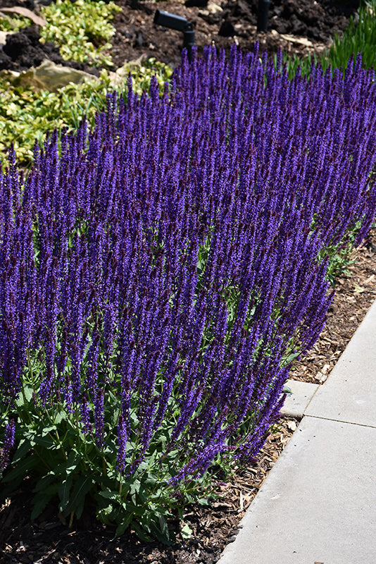 Salvia Sage Caradonna