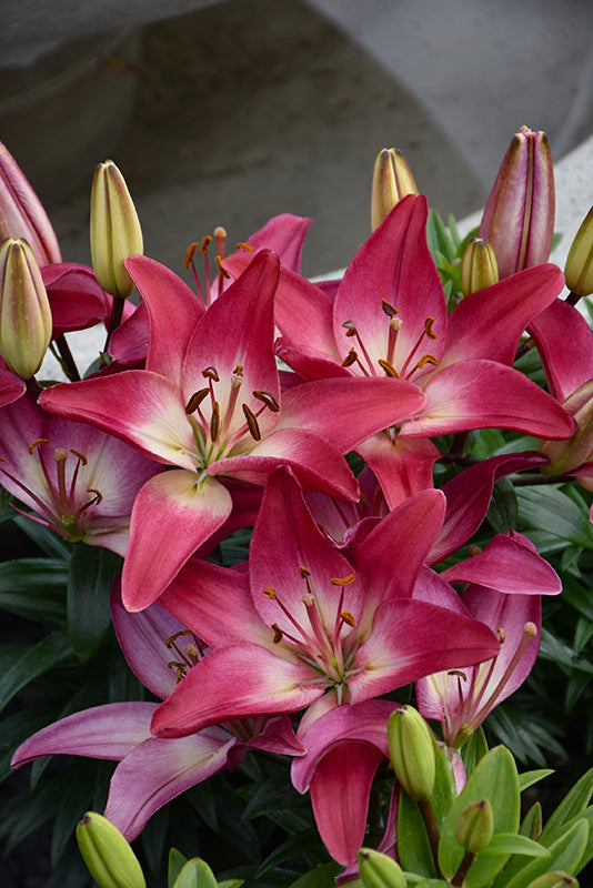 Lilium Lily Lily Looks Tiny Diamond