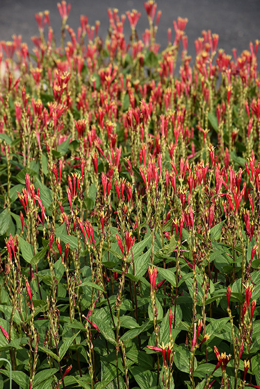 Spigelia Indian Pink Little Redhead - 6" Perennial