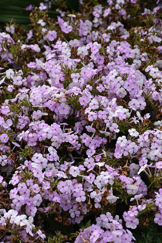 Phlox Garden Phlox Opening Act Blush