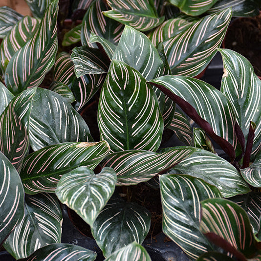 Pinstripe Calathea - Calathea ornata - 4" Pot