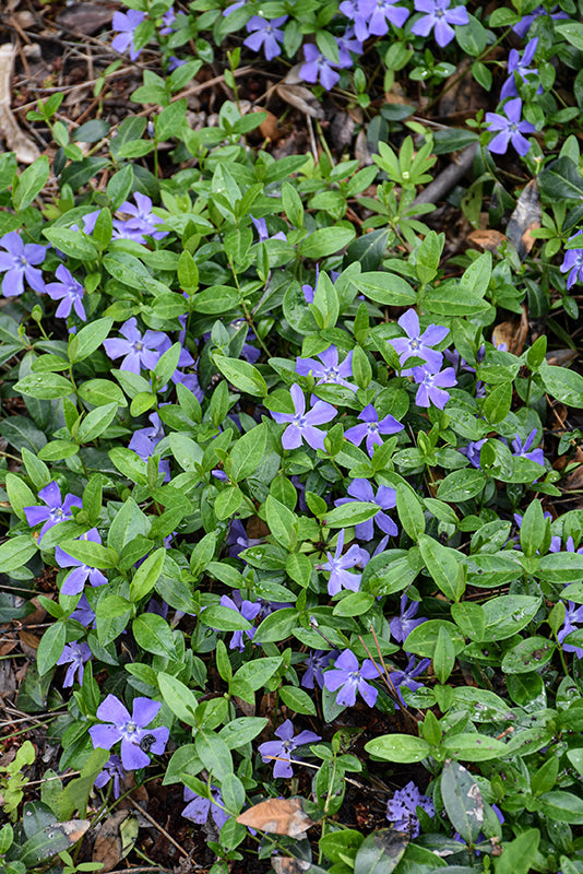 Vinca Common Periwinkle Minor - 6" Perennial