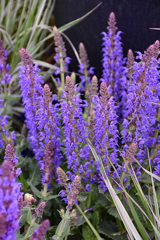 Salvia Sage Bumbleblue